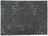 CHEETAH PAISLEY Kitchen Mat By Kavka Designs